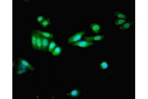 Immunofluorescent analysis of HepG2 cells using ABIN7152246 at dilution of 1:100 and Alexa Fluor 488-congugated AffiniPure Goat Anti-Rabbit IgG(H+L) (SLC1A7 抗体  (AA 115-220))