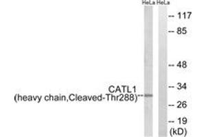 Western blot analysis of extracts from HeLa cells, treated with etoposide 25uM 1h, using CATL1 (heavy chain,Cleaved-Thr288) Antibody. (CPT1C 抗体  (Cleaved-Thr288))