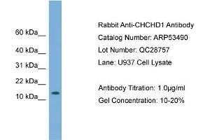 WB Suggested Anti-CHCHD1  Antibody Titration: 0. (CHCHD1 抗体  (N-Term))