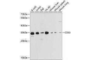 Western blot analysis of extracts of various cell lines using CD53 Polyclonal Antibody at dilution of 1:1000. (CD53 抗体)