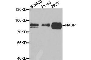 Western blot analysis of extracts of various cell lines, using NASP antibody. (NASP 抗体)