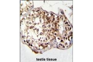 CAF-1 Antibody (N-term) (ABIN655064 and ABIN2844694) immunohistochemistry analysis in formalin fixed and paraffin embedded human testis tissue followed by peroxidase conjugation of the secondary antibody and DAB staining. (CNOT8 抗体  (N-Term))
