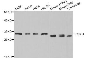 Western blot analysis of extracts of various cell lines, using CLIC1 antibody. (CLIC1 抗体)