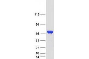 Validation with Western Blot (CEP41 Protein (Myc-DYKDDDDK Tag))