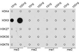 Dot Blot (DB) image for anti-Histone 3 (H3) (H3K9me3) antibody (ABIN3016030)