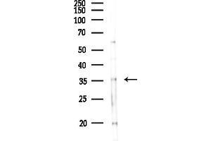 Western blot analysis of lysates from Mouse lung, using GN Antibody at 1/1000 dilution.