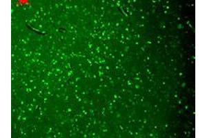 Immunofluorescence staining in human hippocampus with KCNQ4 monoclonal antibody, clone S43-6 .