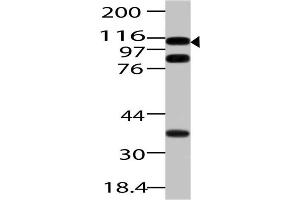 Image no. 1 for anti-Importin 7 (IPO7) (AA 1-322) antibody (ABIN5027310) (IPO7 抗体  (AA 1-322))