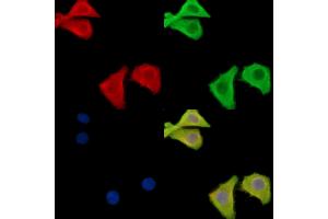 ABIN6262948 and ABIN6278588 staining Hela cells by IF/ICC. (GAL4 抗体  (N-Term))
