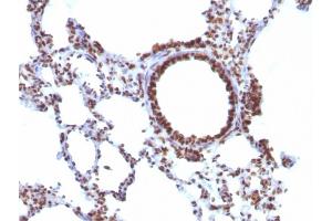 Formalin-fixed, paraffin-embedded Rat Lung stained with Pan-Nuclear Antigen Monoclonal Antibody (NM106). (Nuclear Antigen (Pan-Nuclear Marker) 抗体)