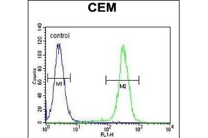 HIST1H2B Antibody (Center) (ABIN654684 and ABIN2844377) flow cytometric analysis of CEM cells (right histogram) compared to a negative control cell (left histogram). (HIST1H2BJ 抗体  (AA 57-86))
