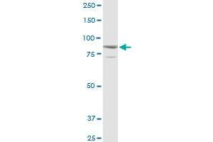SOX30 MaxPab rabbit polyclonal antibody. (SOX30 抗体  (AA 1-501))