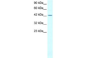 anti-ALF (N-Term) antibody
