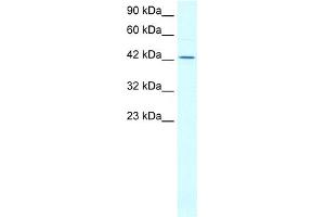 WB Suggested Anti-ALF Antibody Titration:  0. (ALF (N-Term) 抗体)