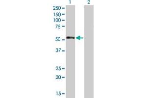 Western Blot analysis of CSDA expression in transfected 293T cell line by CSDA MaxPab polyclonal antibody. (CSDA 抗体  (AA 1-372))