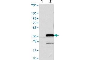 Western blot analysis of Lane 1: Negative control (vector only transfected HEK293T lysate). (PSMF1 抗体)