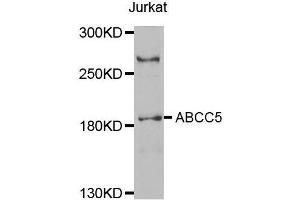 Western blot analysis of extracts of Jurkat cell line, using ABCC5 antibody.