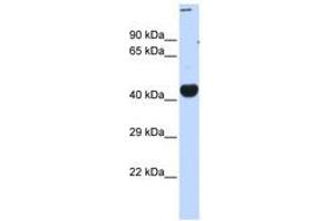 Image no. 1 for anti-CREB/ATF BZIP Transcription Factor (CREBZF) (C-Term) antibody (ABIN6740456) (CREBZF 抗体  (C-Term))