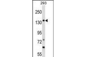Western blot analysis in 293 cell line lysates (35ug/lane). (GAK 抗体  (C-Term))