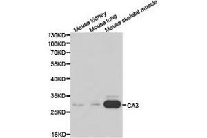 Western Blotting (WB) image for anti-Carbonic Anhydrase III (CA3) antibody (ABIN1871389) (CA3 抗体)
