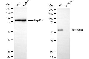 Western blotting analysis using STK4 antibody (ABIN7800314). (Recombinant STK4 抗体)