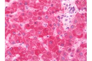 Anti-PUF60 antibody IHC staining of human liver. (PUF60 抗体  (AA 346-523))