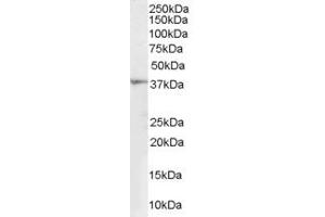 ABIN185396 (1µg/ml) staining of Human Kidney lysate (35µg protein in RIPA buffer). (RNLS 抗体  (Internal Region))