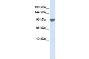 XPO1 antibody used at 1 ug/ml to detect target protein. (XPO1 抗体)