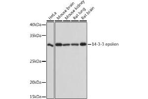 Western blot analysis of extracts of various cell lines, using 14-3-3 epsilon Rabbit mAb (ABIN7265309) at 1:1000 dilution. (YWHAE 抗体)