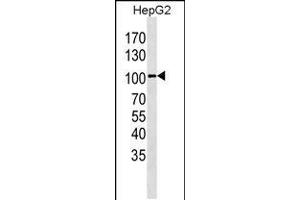 Western blot analysis in HepG2 cell line lysates (35ug/lane). (LGR5 抗体  (AA 443-473))