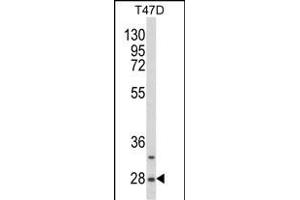 Western blot analysis of SNRPB Antibody (N-term R49) (ABIN650785 and ABIN2839557) in T47D cell line lysates (35 μg/lane). (SNRPB 抗体  (N-Term))