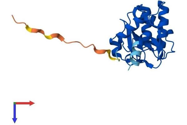 DUSP21 Protein (AA 1-190) (His tag)