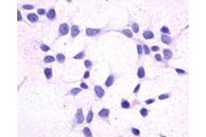 Anti-GPR44 / CRTH2 antibody immunocytochemistry (ICC) staining of untransfected HEK293 human embryonic kidney cells. (Prostaglandin D2 Receptor 2 (PTGDR2) (Extracellular Domain) 抗体)