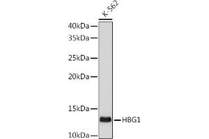 Western blot analysis of extracts of K-562 cells, using HBG1 antibody (ABIN1513161, ABIN3021038, ABIN3021039 and ABIN7101335) at 1:500 dilution. (HBG1/2 抗体)
