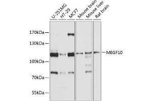 Western blot analysis of extracts of various cell lines, using MEGF10 antibody (ABIN6132185, ABIN6143719, ABIN6143720 and ABIN6214789) at 1:1000 dilution. (MEGF10 抗体  (AA 26-160))