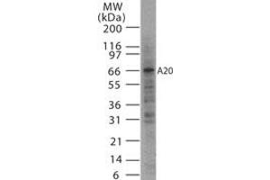 Image no. 1 for anti-Tumor Necrosis Factor, alpha-Induced Protein 3 (TNFAIP3) antibody (ABIN207992) (TNFAIP3 抗体)