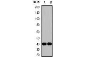 Western blot analysis of p47 expression in mouse brain (A), rat kidney (B) whole cell lysates. (CLEC11A 抗体)