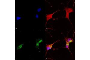 Immunocytochemistry (ICC) image for anti-Potassium Voltage-Gated Channel, KQT-Like Subfamily, Member 1 (KCNQ1) (AA 2-101) antibody (APC) (ABIN2483164)