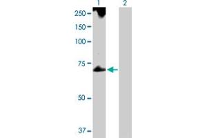 Western Blot analysis of TROVE2 expression in transfected 293T cell line by TROVE2 MaxPab polyclonal antibody. (TROVE2 抗体  (AA 1-538))