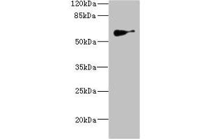 Western blot All lanes: SLC22A8antibody IgG at 1. (SLC22A8 抗体  (AA 473-542))