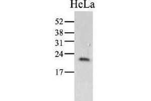 Image no. 1 for anti-Peptidylprolyl Isomerase C (Cyclophilin C) (PPIC) (AA 39-197) antibody (ABIN951768)