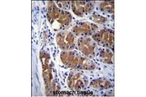 DCTN2 Antibody (Center) (ABIN656819 and ABIN2846032) immunohistochemistry analysis in formalin fixed and paraffin embedded human stomach tissue followed by peroxidase conjugation of the secondary antibody and DAB staining. (Dynamitin 抗体  (AA 192-219))