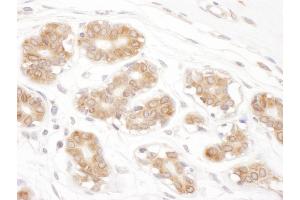 anti-Ribophorin II (RPN2) (AA 350-400) antibody