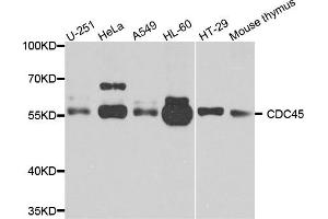Western blot analysis of extracts of various cells, using cdc45 antibody. (CDC45 抗体)