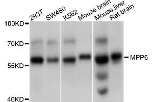 Western blot analysis of extracts of various cell lines, using MPP6 antibody (ABIN5998250) at 1/1000 dilution. (MPP6 抗体)