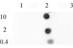 Histone H3 dimethyl Lys9 mAb tested by dot blot analysis.