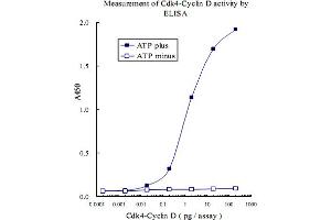 ELISA measurement of recombinant Cdk4-CyclinD kinase activity using RB1 (phospho S807) monoclonal antibody, clone 5H12 . (Retinoblastoma 1 抗体  (pSer807))