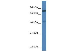 WB Suggested Anti-Usp10 Antibody Titration: 1. (USP10 抗体  (C-Term))