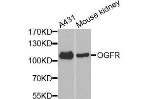 Western blot analysis of extracts of various cells, using OGFR antibody. (OGFR 抗体)