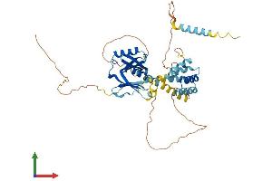 Protein Structure (PS) image for Cerebral Cavernous Malformation 2 (CCM2) (AA 1-444) protein (His tag) (ABIN7552982)